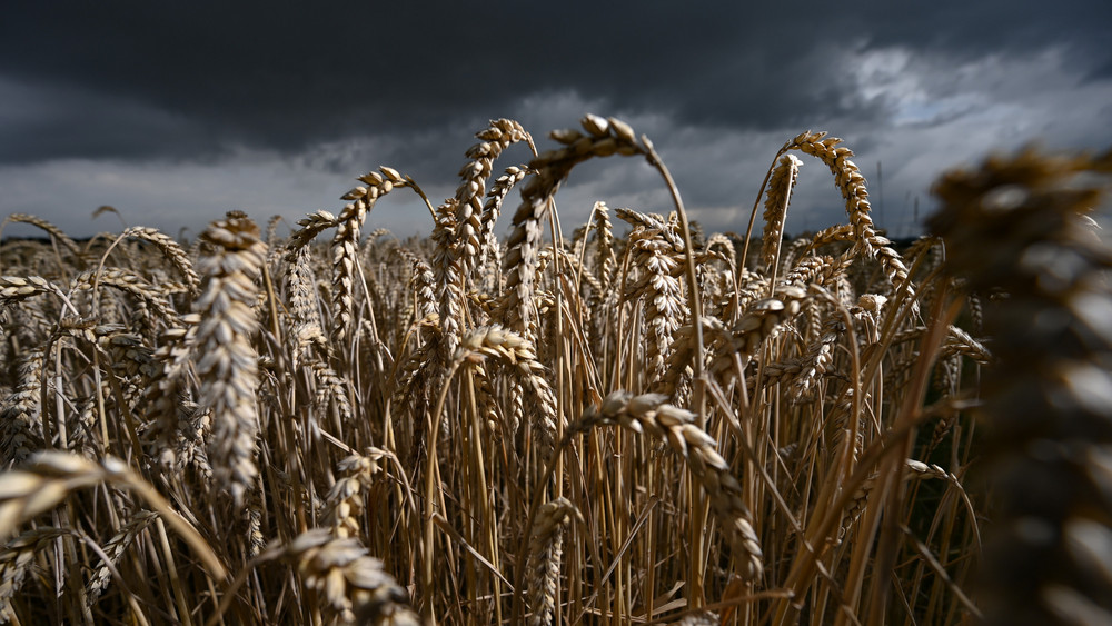 Die EU erhöht zum 01. Juli die Zölle für Getreide und Ölsaaten aus Russland und Belarus. Die Entscheidung ist heikel, weil sie Getreide in armen Ländern deutlich verteuern könnte (Symbolbild).