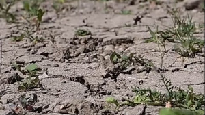 Klimabilanz: Zweitwärmster März in Europa seit Messbeginn