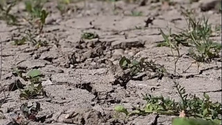 Klimabilanz: Zweitwärmster März in Europa seit Messbeginn