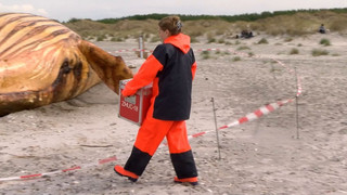 Wie ging es mit Wal «Timmy»zu Ende? Minister präsentiert Daten