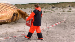 Wie ging es mit Wal «Timmy»zu Ende? Minister präsentiert Daten