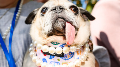 Hässlichster Hund der Welt: Mops-Hündin Jinny Lu holt Titel