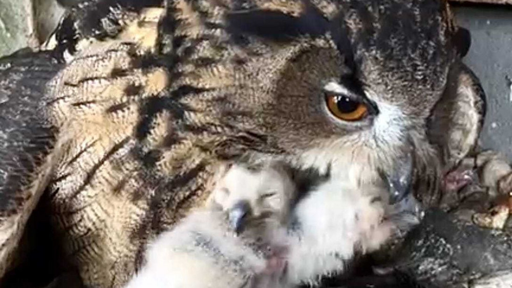 Uhu-Küken mit Uhu-Amme "Momo"