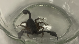 Eberbach: Lebender Skorpion in Bananenkiste sorgt für Aufregung