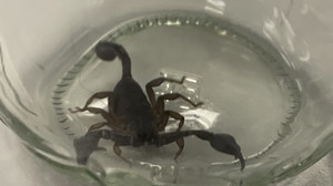 Eberbach: Lebender Skorpion in Bananenkiste sorgt für Aufregung