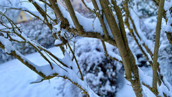 Marburg warnt: Äste können nach Schneefall brechen