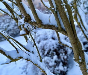 Marburg warnt: Äste können nach Schneefall brechen