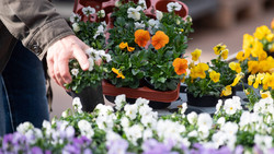 Kassel: Saatgutbörse