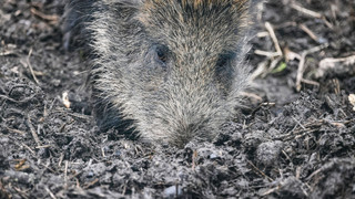 Heidelberg: Polizei verfolgt randalierendes Wildschwein