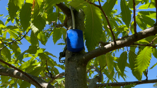 Sensor misst, wie durstig ein Baum ist - Pilotprojekt in Mainz