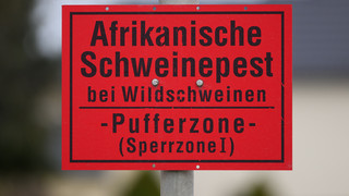 Afrikanische Schweinepest in Hessen: Das müsst ihr jetzt beachten