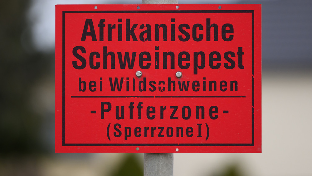 Die Afrikanische Schweinepest (ASP) breitet sich weiter in Hessen aus: Zwei neue positive Funde erhöhen die Gesamtzahl auf neun bestätigte Fälle in der Region (Symbolbild).