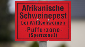 Afrikanische Schweinepest breitet sich in Hessen aus: Neue Fälle