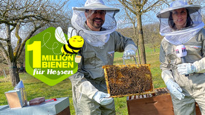 Bienen Haltung und Honig:Tipps vom Profi-Imker