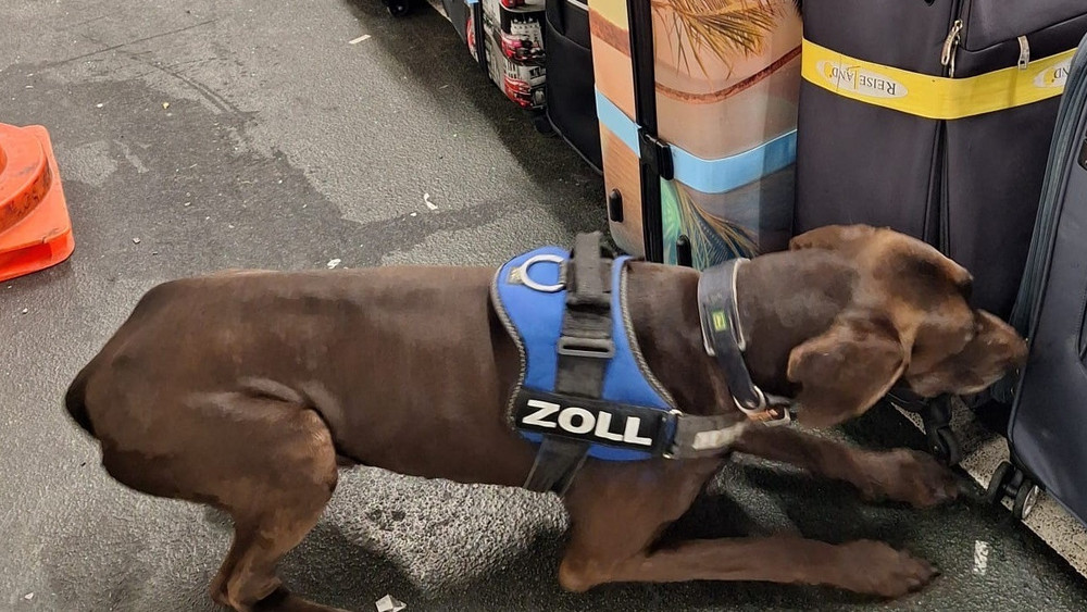 Spürhund Zlat schnuppert am Flughafen an Koffern