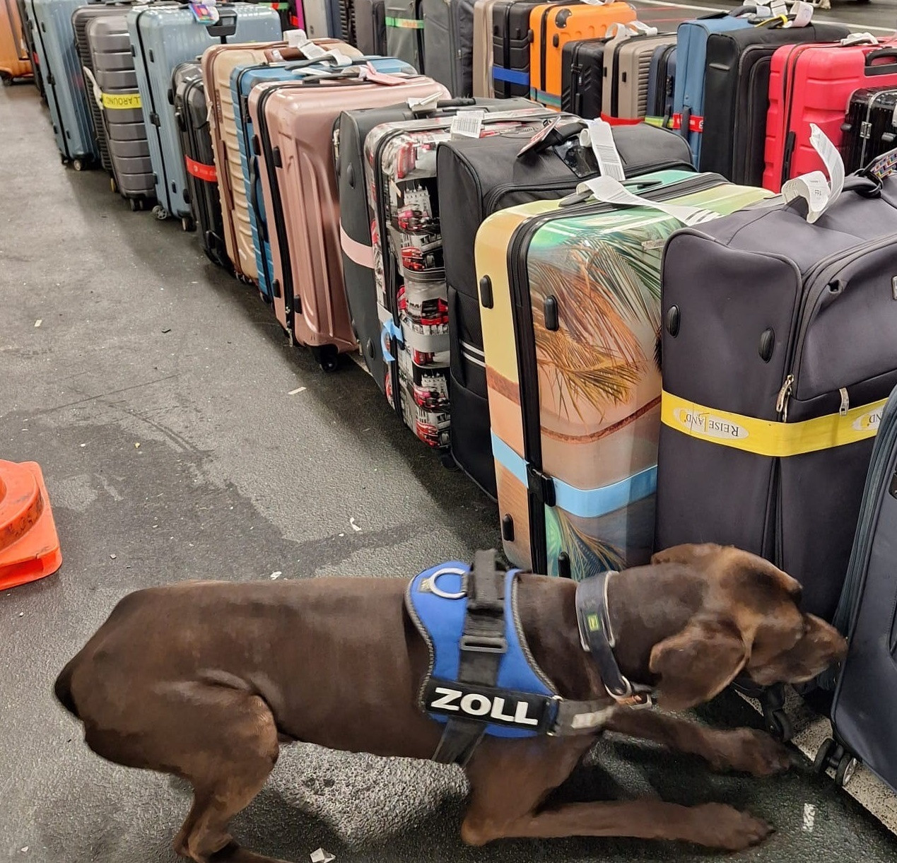 Drogenfund im Millionenwert in Frankfurt dank Spürhund Zlat