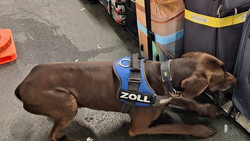 Drogenfund im Millionenwert in Frankfurt dank Spürhund Zlat