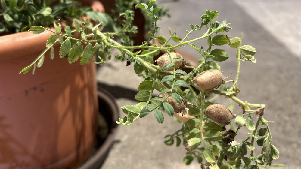 Kichererbsen am Strauch.