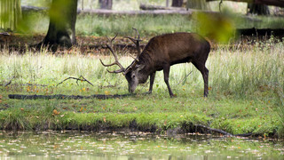 Tiere im Bergwildpark Meißner