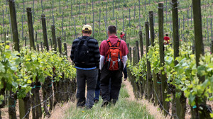Weinlagenwanderung Bergstraße zwischen Zwingenberg und Heppenheim