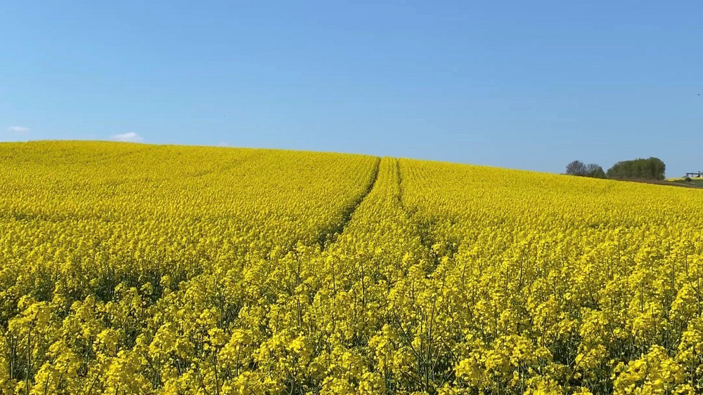 Rapsblüten in Büdingen
