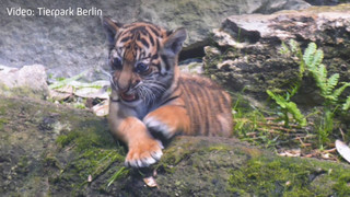Tigerbaby hat einen Namen: «Lilly» erobert den Tierpark Berlin