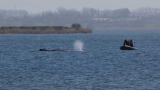 Experte: Wal kann sich aus eigener Kraft nicht freischwimmen