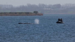 Experte: Wal kann sich aus eigener Kraft nicht freischwimmen