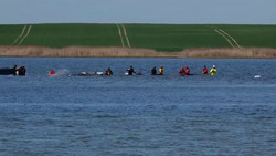 Den Wal retten oder sterben lassen? Das denken die Menschen in Deutschland