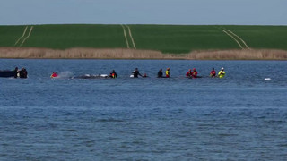 Den Wal retten oder sterben lassen? Das denken die Menschen in Deutschland