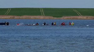 Den Wal retten oder sterben lassen? Das denken die Menschen in Deutschland