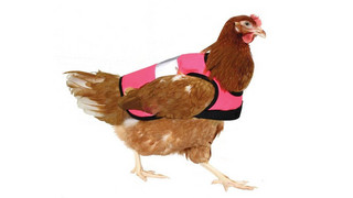 Kuriose Produkte: Die lustigsten Angebote bei Amazon