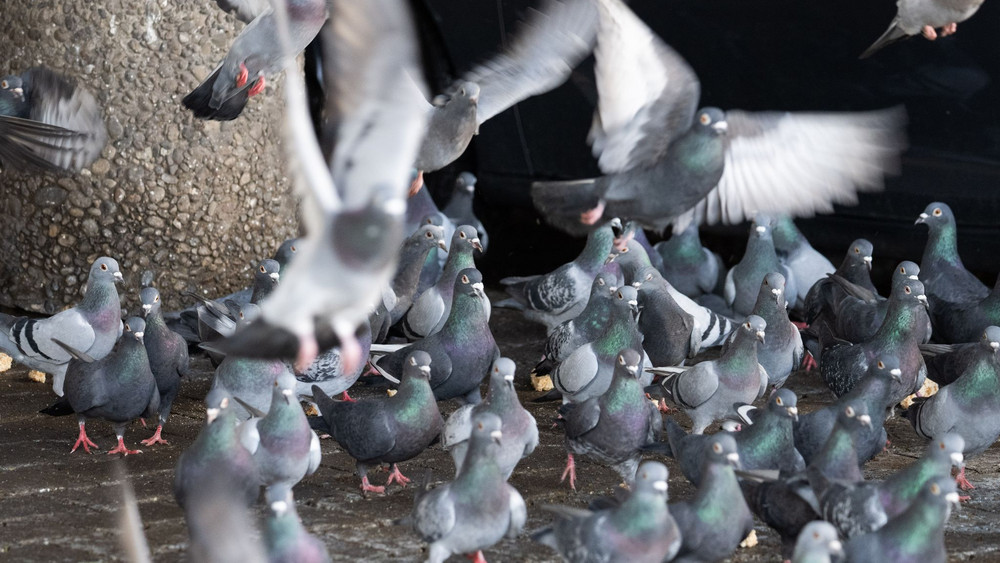 Reduktion der Taubenpopulation