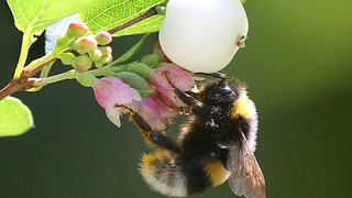 Studenten bilden Hummelhelfer aus