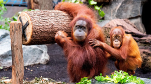 Orang-Utan-Ausbruch aus Frankfurter Zoo-Gehege: Tiere wieder da