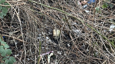 Worms: Gefundener Menschlicher Schädel identifiziert