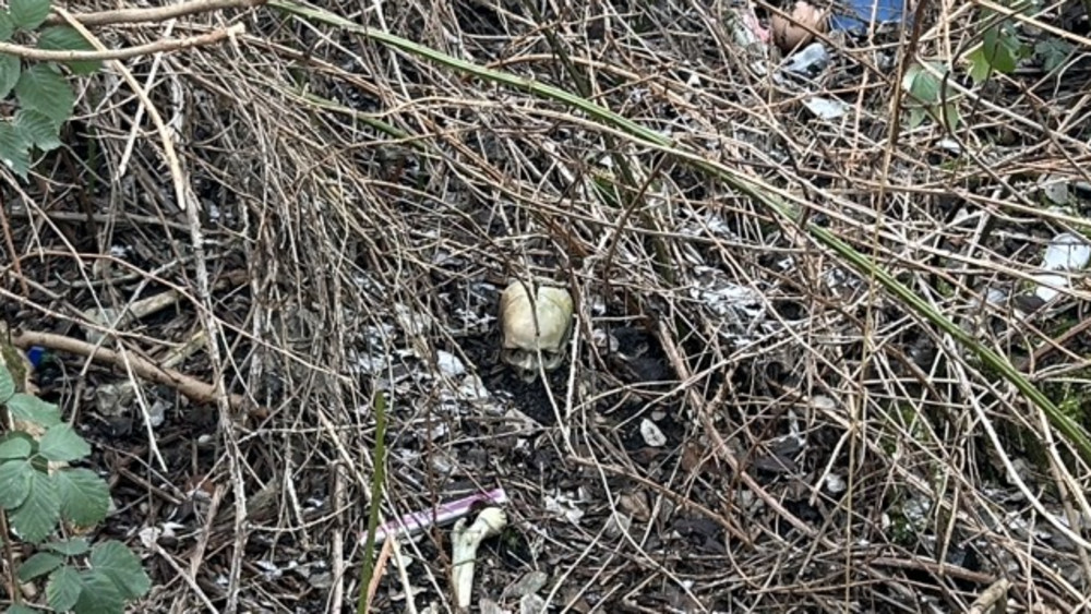 Spielende Kinder fanden den Schädel in einem Gebüsch.