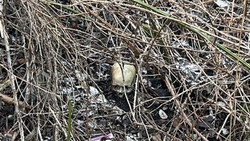 Menschliche Knochen an Bahndamm in Worms gefunden