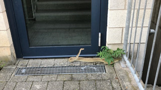 Schlange vor Haus - Königspython von Mainzer Polizei "festgenommen"