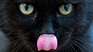 Kinder retten Katze aus Stausee bei Ober-Ramstadt