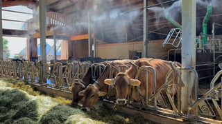Abkühlung für Kühe: Nebeldusche hilft bei Sommertemperaturen