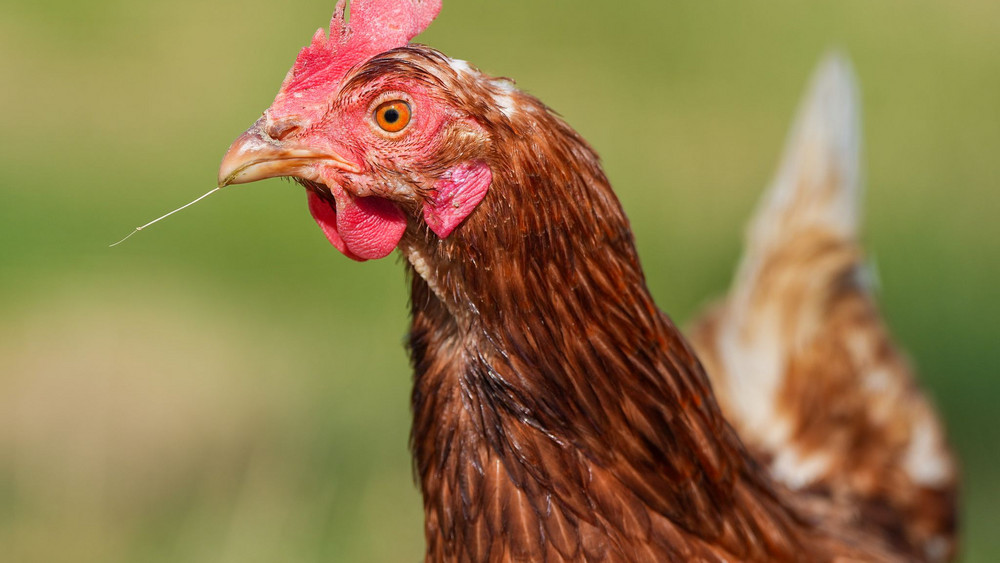 Huhn