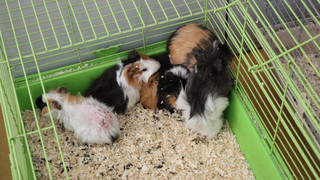 Rettungsmission im Kreis Groß-Gerau: 37 Meerschweinchen gerettet