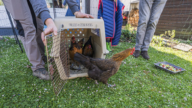 Geflügelpest: Erste Landkreise lockern Stallpflicht