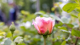 Rosentage in Eltville: Erlebnis und Shoppingbummel im Rheingau