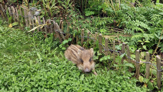 Frischling in Bad Arolsen: Wer kann dem Wildschwein helfen?