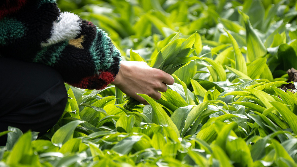 BärlauchRezepte Passt perfekt zum Frühling