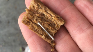 Darmstadt: Leckerli mit Nagel - Hundeköder ausgelegt