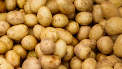 Wenn die Super-Ernte zum Fluch wird