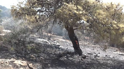 Brände bei Athen: Schäden werden sichtbar